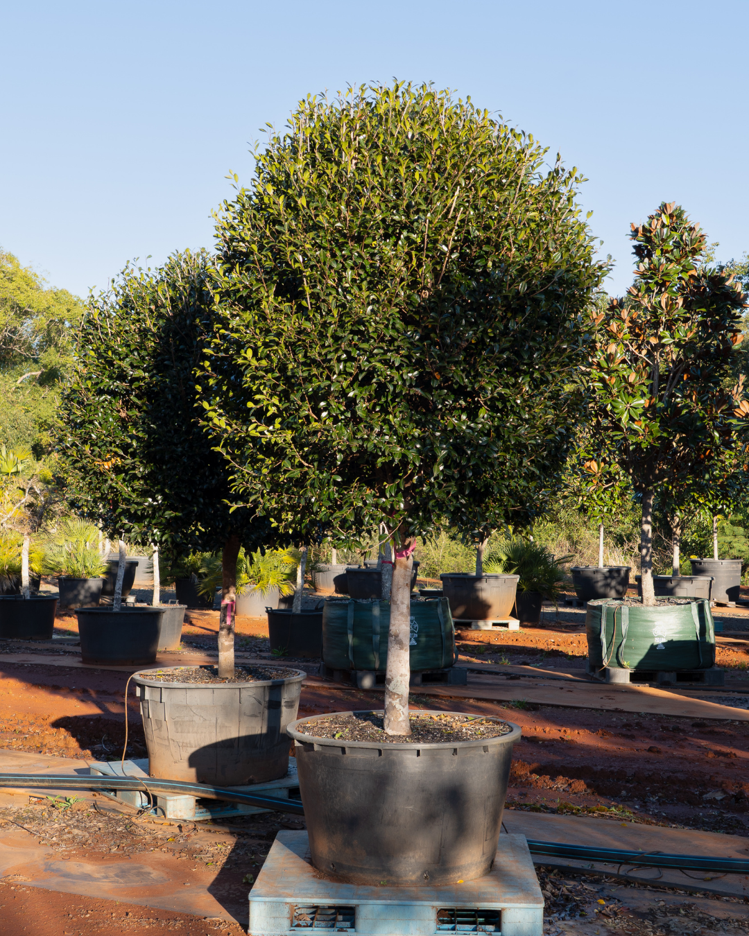 Evergreen Trees Direct