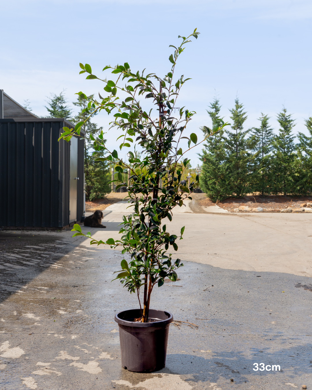 Camellia sasanqua 'Setsugekka'  - Sale - Evergreen Trees Direct