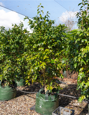 Camellia japonica 'Kingyo-tsubaki' – Fishtail Camellia