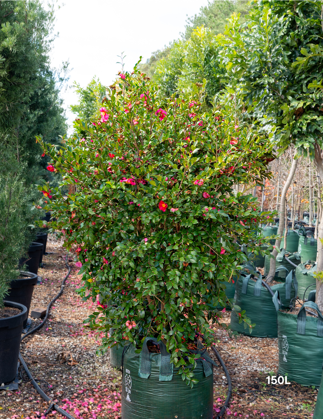 Camellia hiemalis 'Hiryu' - Sasanqua Camellia Hiryu