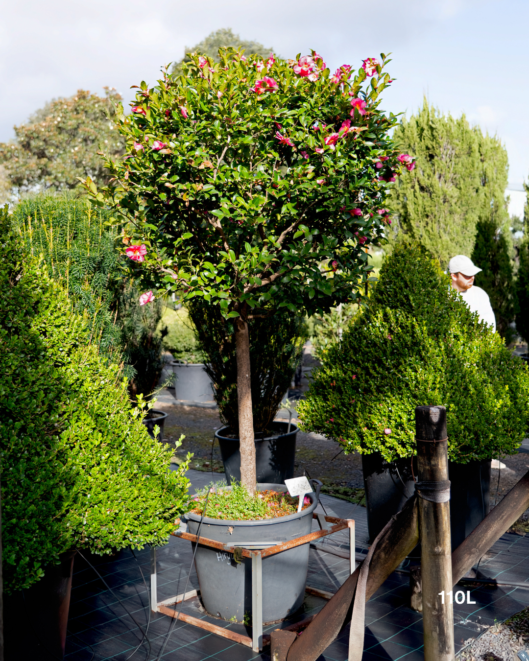 Camellia hiemalis 'Hiryu' Standard Form - Evergreen Trees Direct