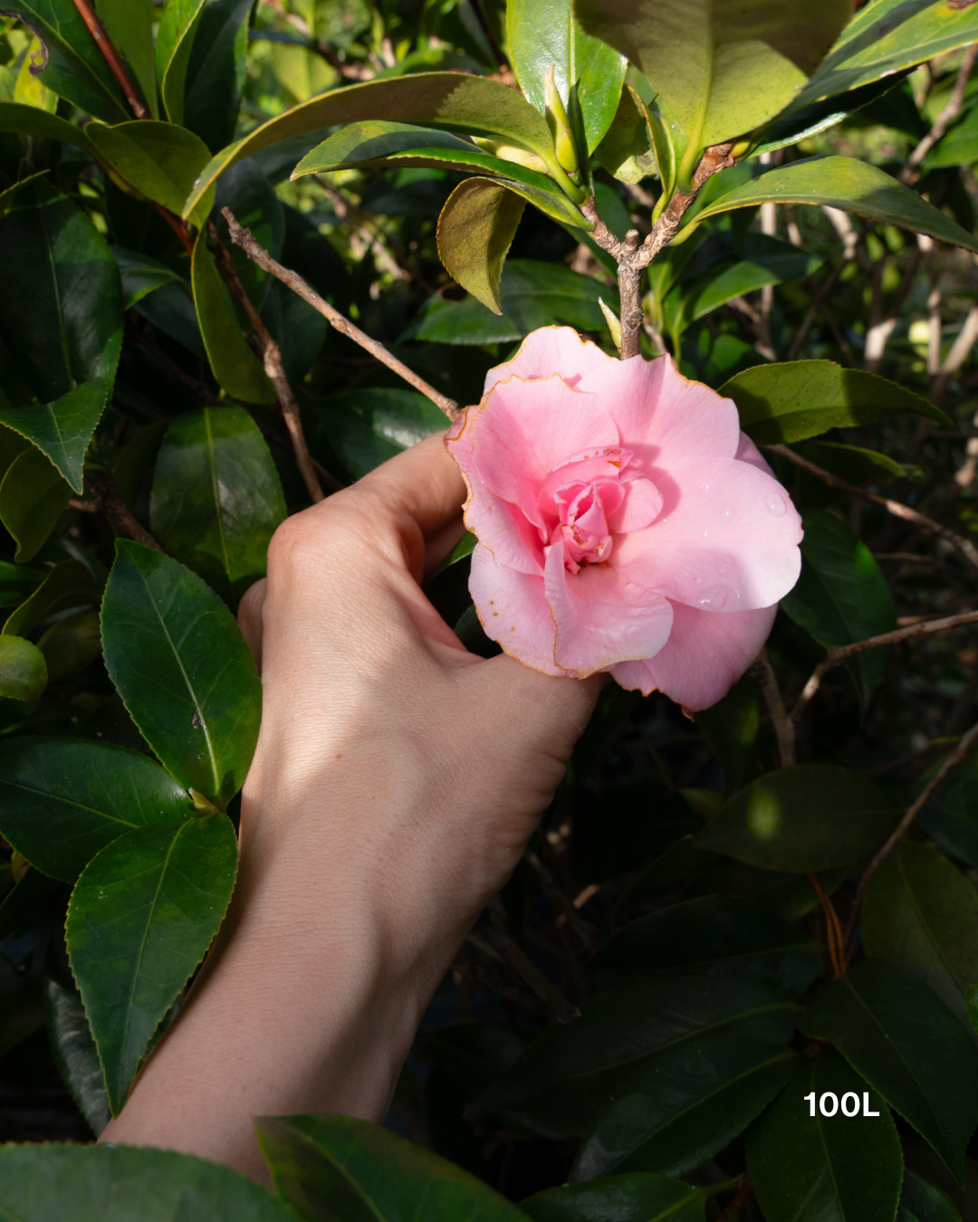 Camellia japonica ‘Betty Ridley’ – Betty Ridley Camellia