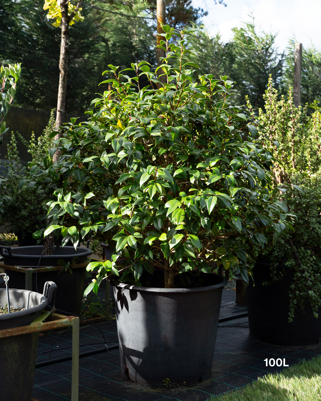 Camellia japonica ‘Betty Ridley’ – Betty Ridley Camellia