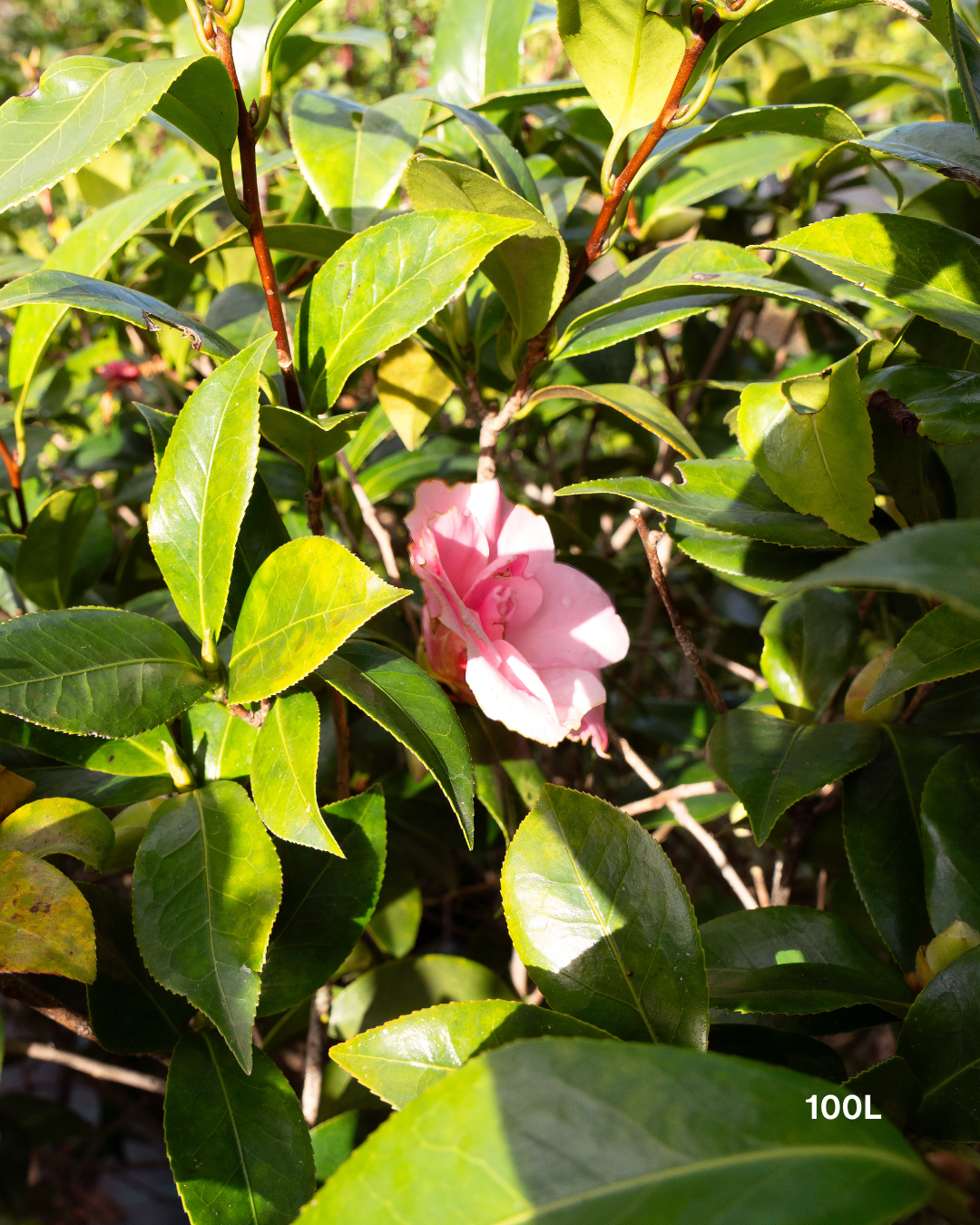 Camellia japonica ‘Betty Ridley’ – Betty Ridley Camellia