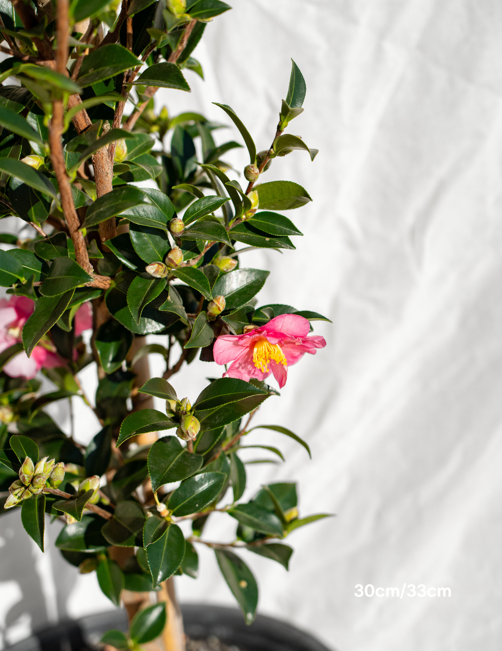 Camellia hiemalis 'Hiryu' - Evergreen Trees Direct