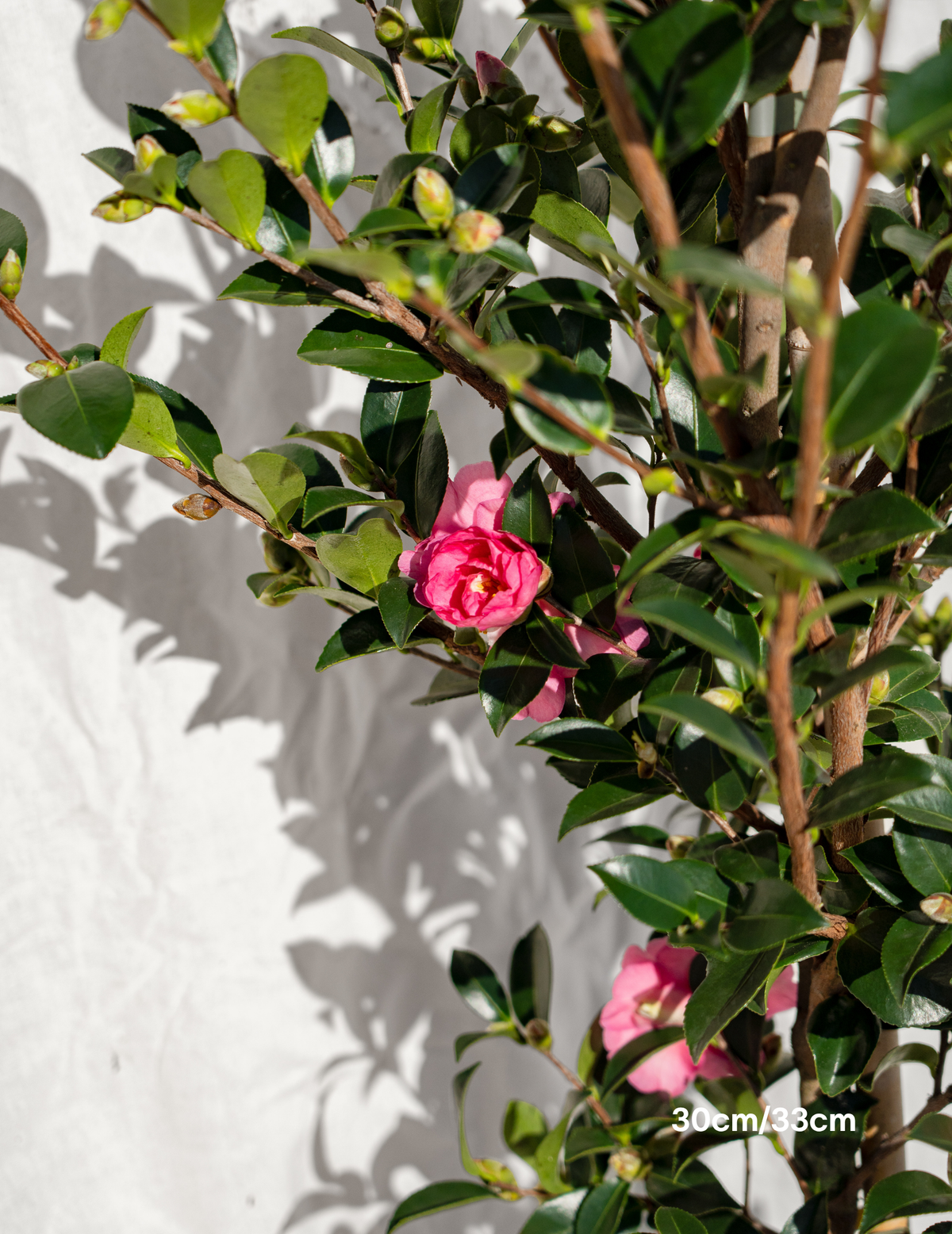 Camellia hiemalis 'Hiryu' - Evergreen Trees Direct