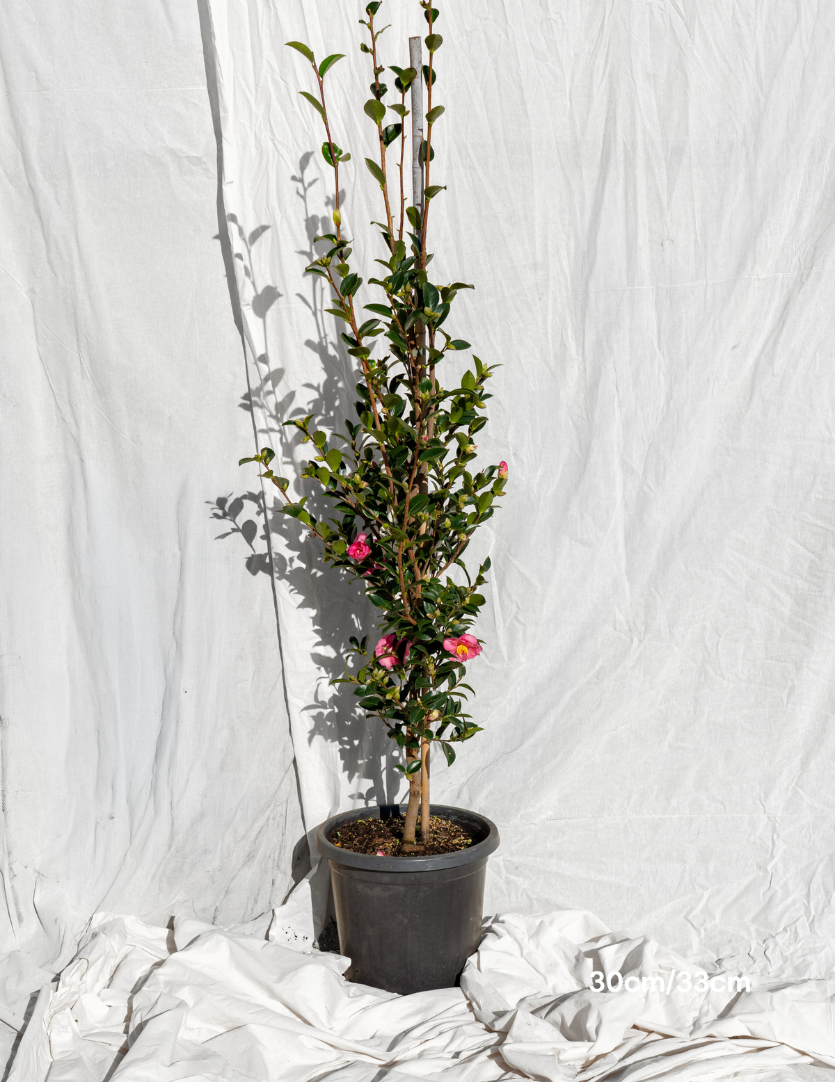 Camellia hiemalis 'Hiryu' - Evergreen Trees Direct