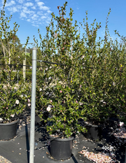 Camellia sasanqua 'Paradise Blush' - Evergreen Trees Direct