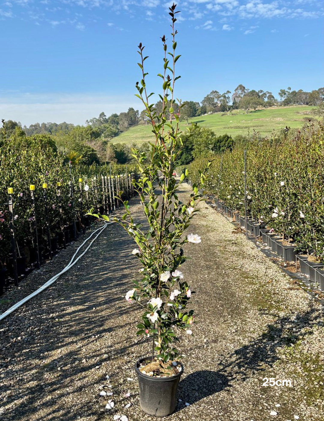 Camellia sasanqua 'Paradise Blush' - Evergreen Trees Direct