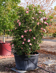 Camellia 'Plantation Pink' – Japonica Camellia - Evergreen Trees Direct
