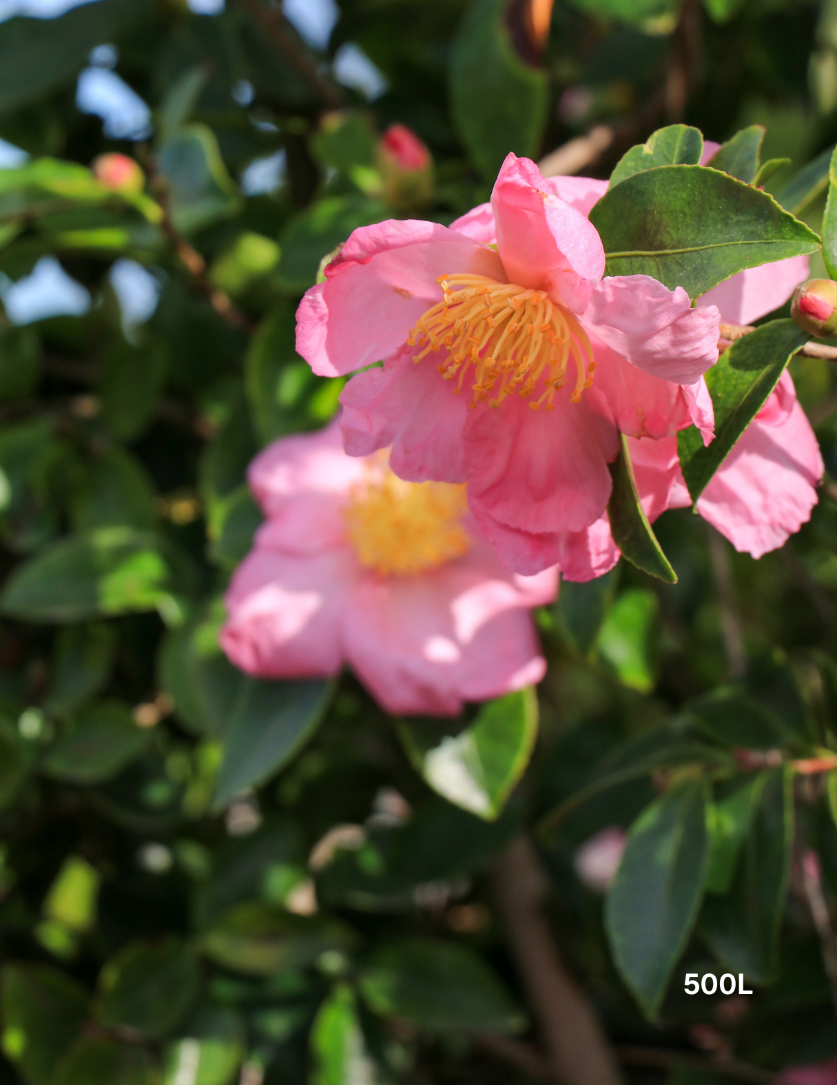Camellia 'Plantation Pink' – Japonica Camellia - Evergreen Trees Direct