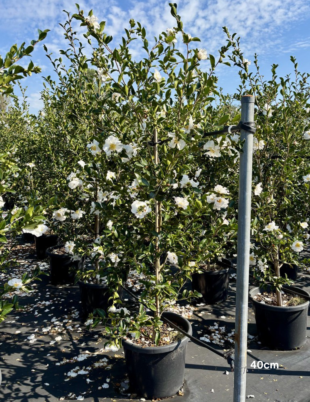 Camellia sasanqua 'Setsugekka' - Evergreen Trees Direct
