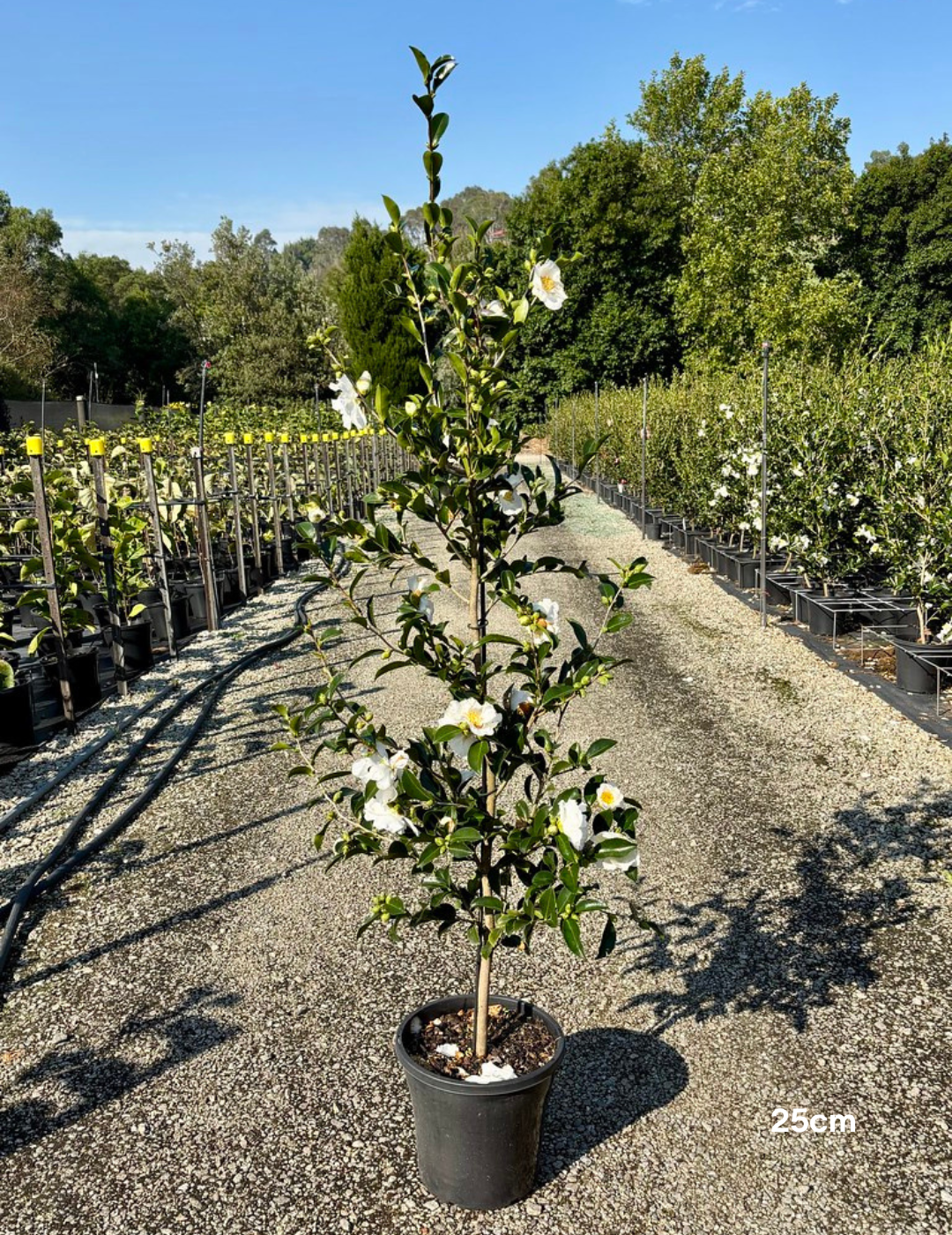 Camellia sasanqua 'Setsugekka' - Evergreen Trees Direct