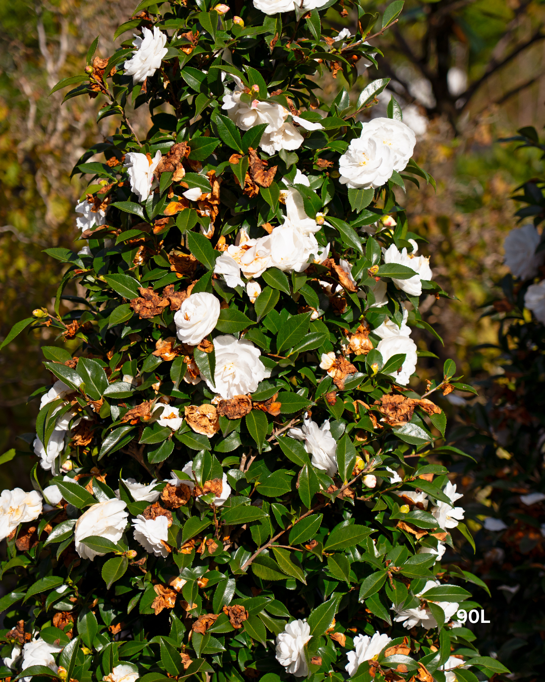 Camellia sasanqua ‘Early Pearly’ – Early Pearly Camellia