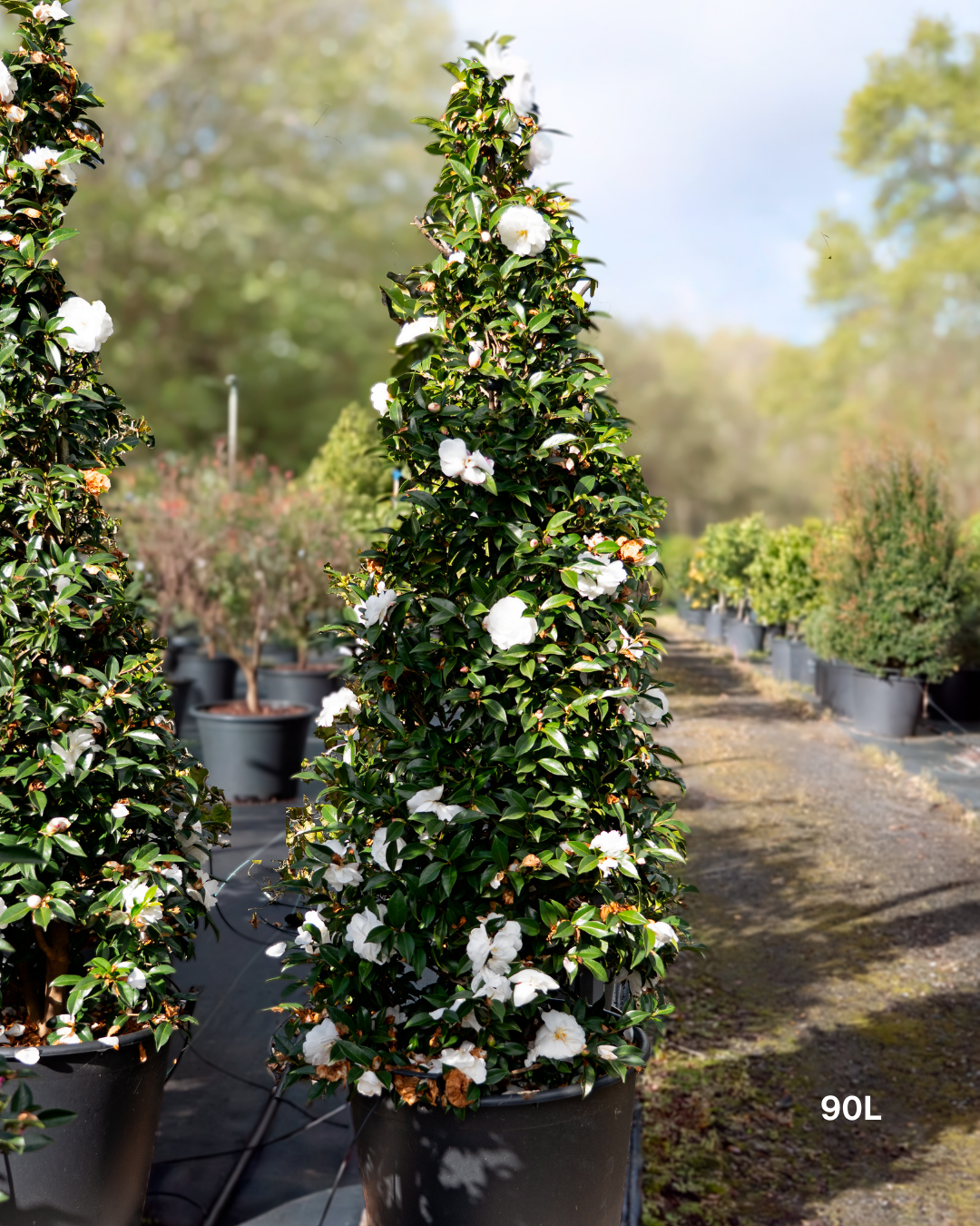 Camellia sasanqua ‘Early Pearly’ – Early Pearly Camellia