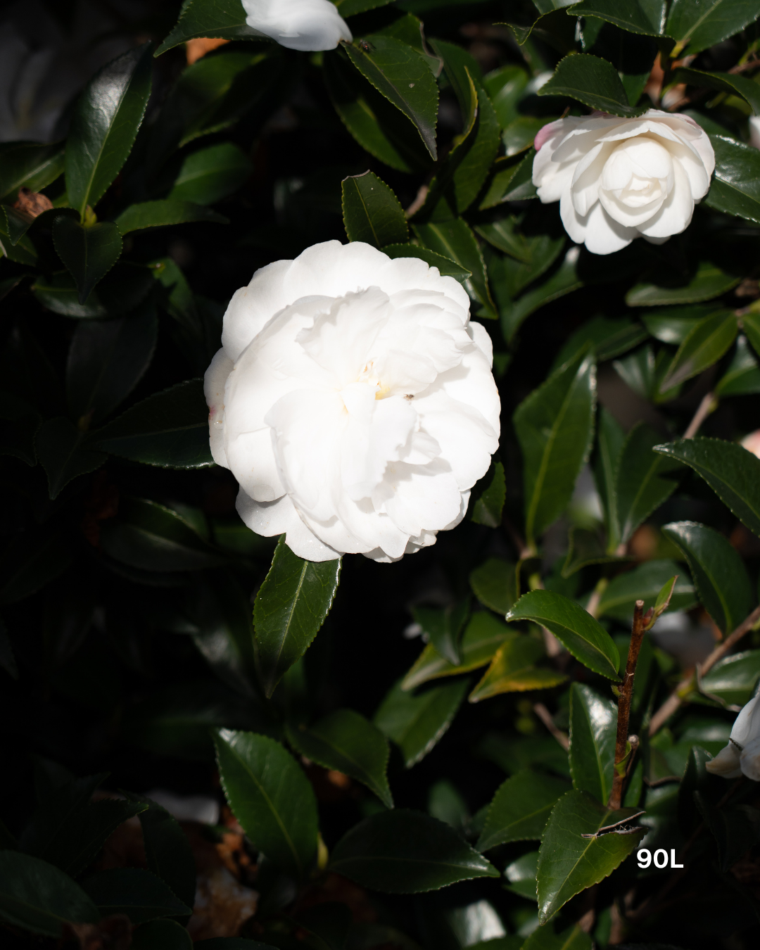 Camellia sasanqua ‘Early Pearly’ – Early Pearly Camellia