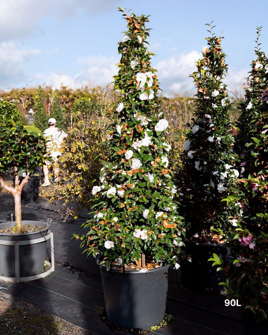 Camellia sasanqua ‘Early Pearly’ – Early Pearly Camellia