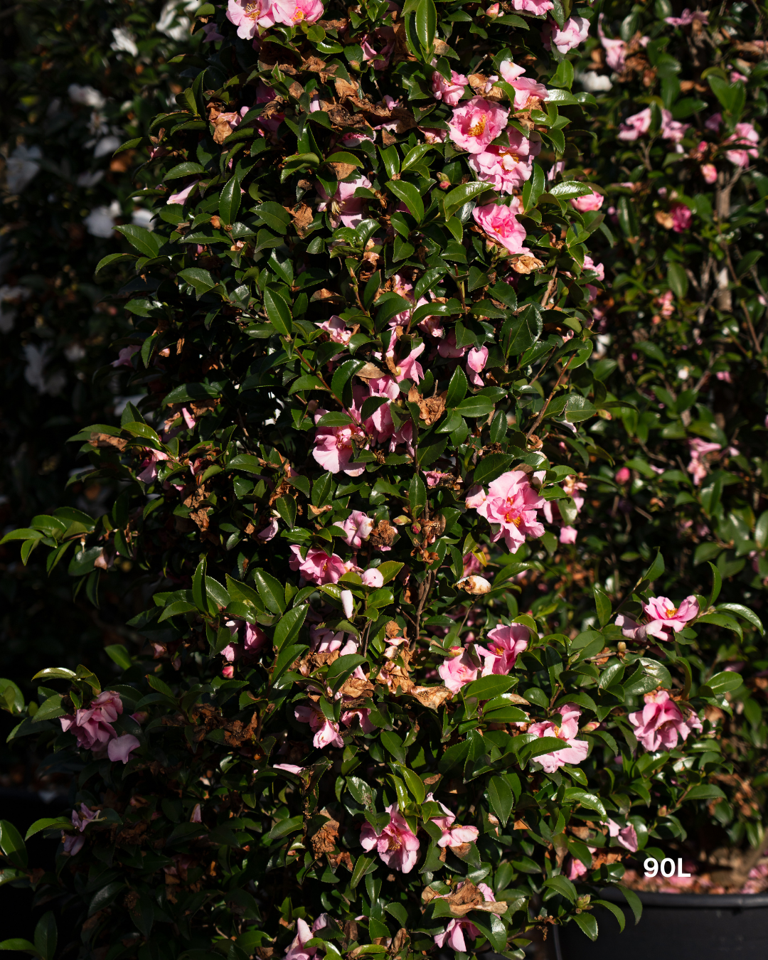 Camellia sasanqua 'Lucinda' – Lucinda Camellia