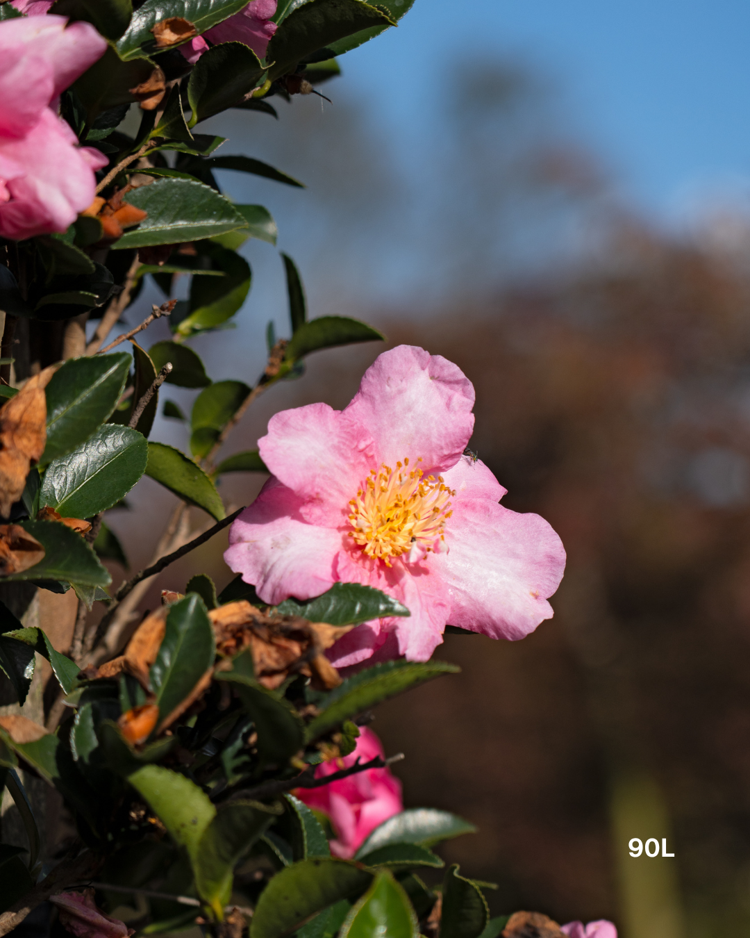 Camellia sasanqua 'Lucinda' – Lucinda Camellia