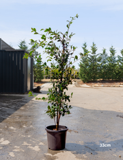 Camellia sasanqua 'Setsugekka' - Evergreen Trees Direct