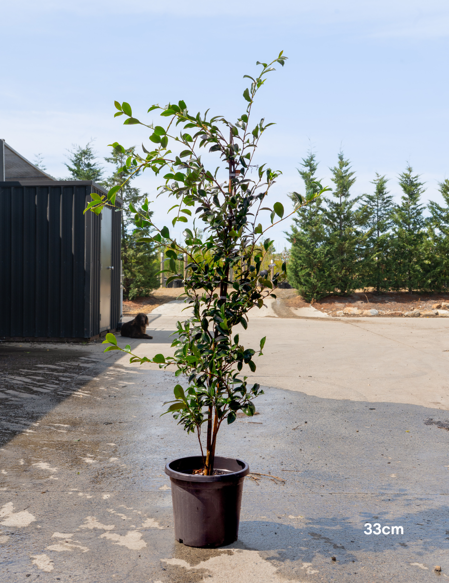 Camellia sasanqua 'Setsugekka' - Evergreen Trees Direct
