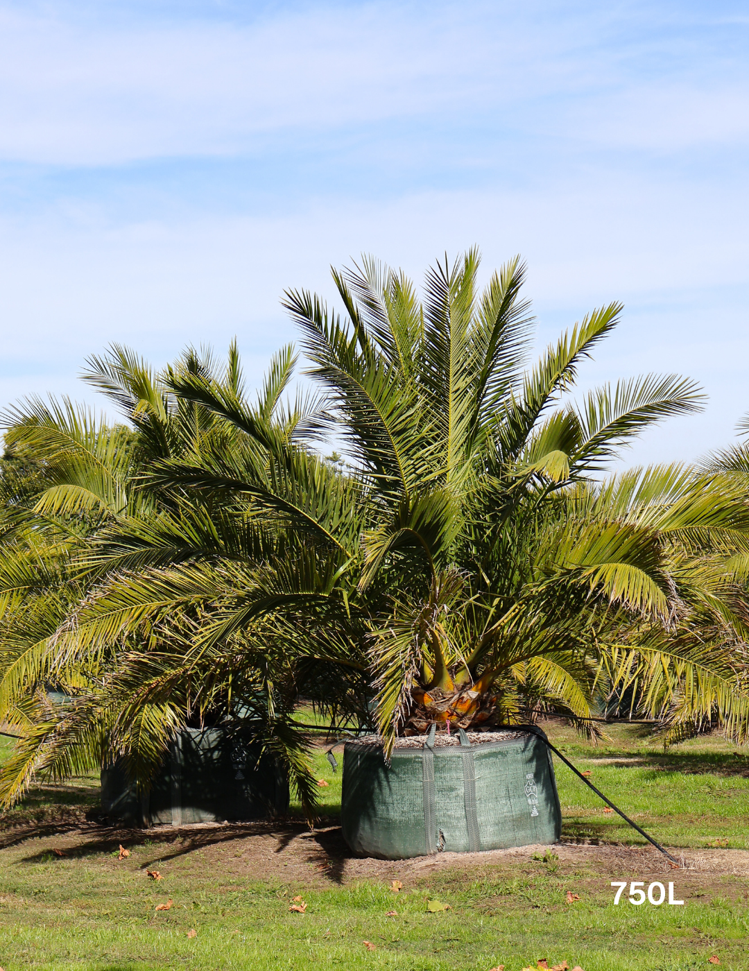 Canary Island Date Palm (Phoenix canariensis) - Evergreen Trees Direct