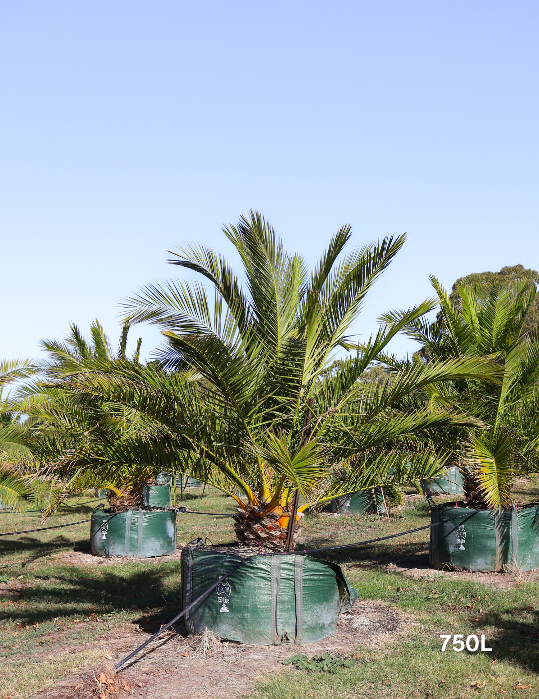 Phoenix canariensis Canary Island Date Palm