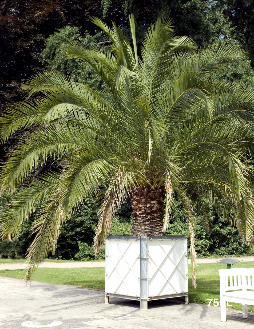 Canary Island Date Palm (Phoenix canariensis) - Evergreen Trees Direct