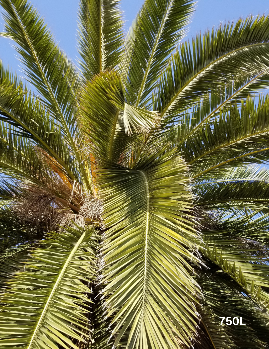 Canary Island Date Palm (Phoenix canariensis) - Evergreen Trees Direct