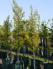 Carpinus betulus ‘Fastigiata’ – Upright European Hornbeam - Evergreen Trees Direct