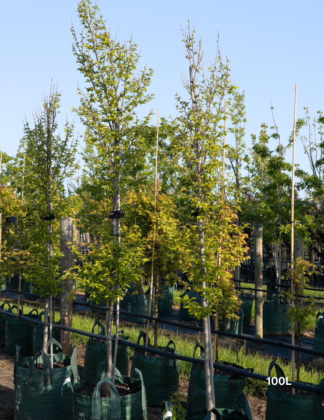 Carpinus betulus ‘Fastigiata’ – Upright European Hornbeam - Evergreen Trees Direct