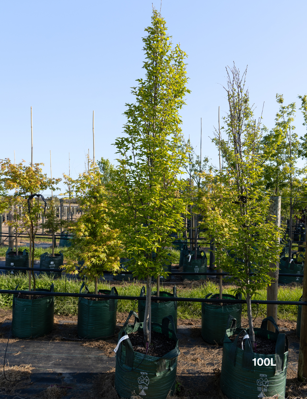 Carpinus betulus ‘Fastigiata’ – Upright European Hornbeam - Evergreen Trees Direct