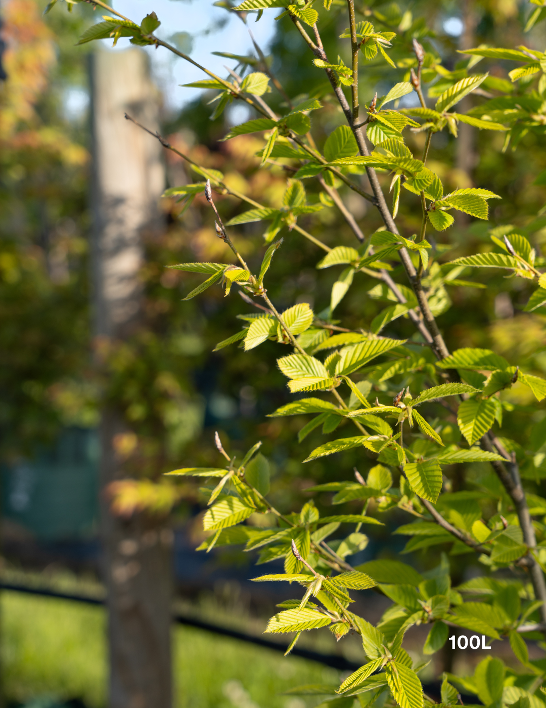 Carpinus betulus ‘Fastigiata’ – Upright European Hornbeam - Evergreen Trees Direct