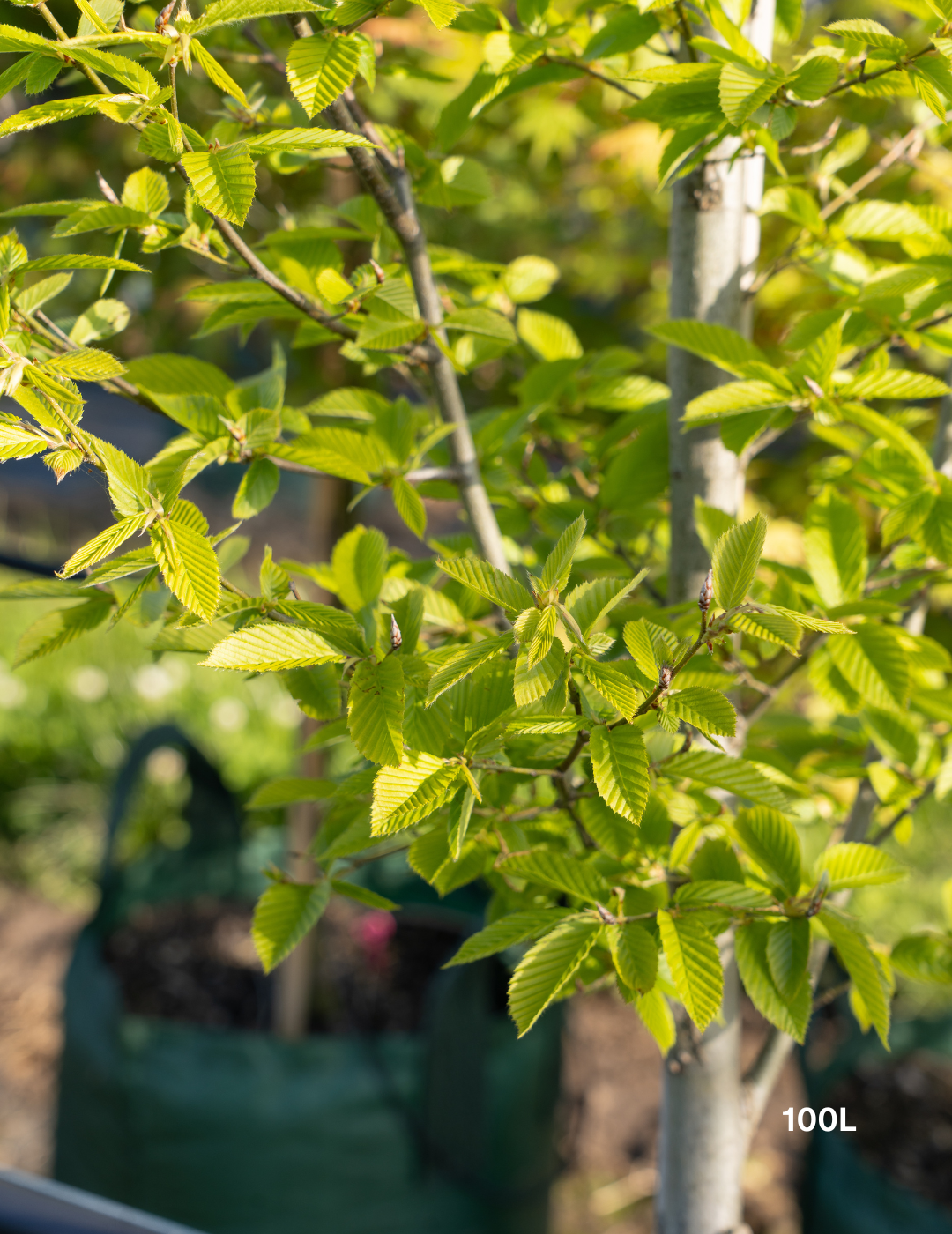 Carpinus betulus ‘Fastigiata’ – Upright European Hornbeam - Evergreen Trees Direct