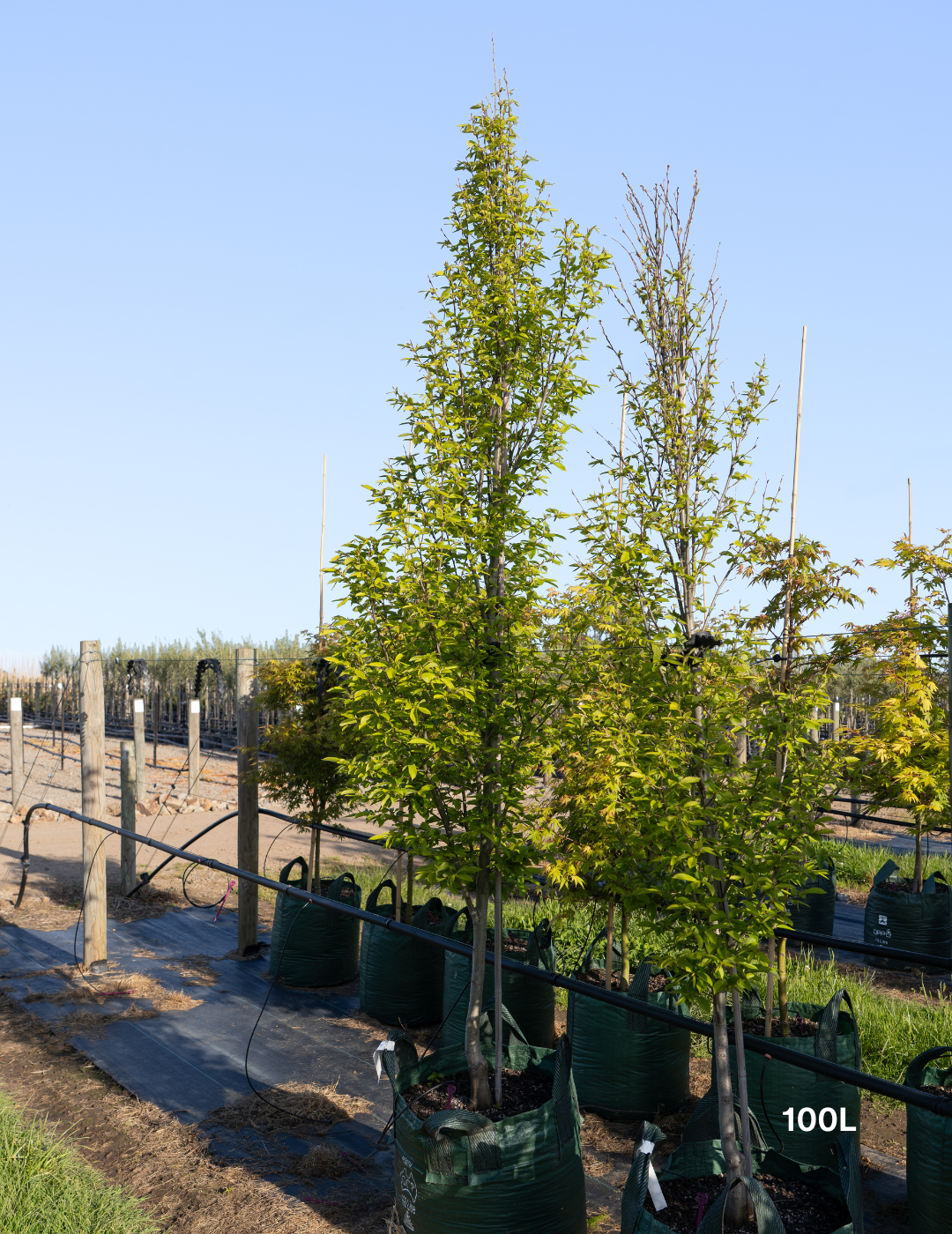 Carpinus betulus ‘Fastigiata’ – Upright European Hornbeam - Evergreen Trees Direct