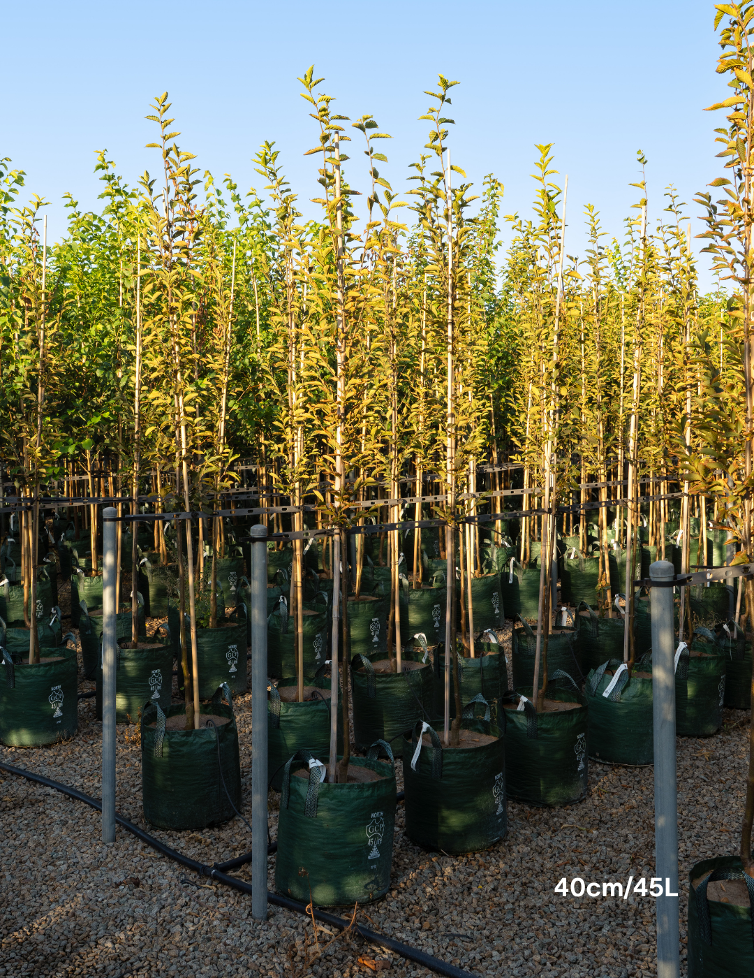 Carpinus betulus ‘Fastigiata’ – Upright European Hornbeam - Evergreen Trees Direct
