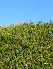 Castlewellan Gold - Evergreen Trees Direct