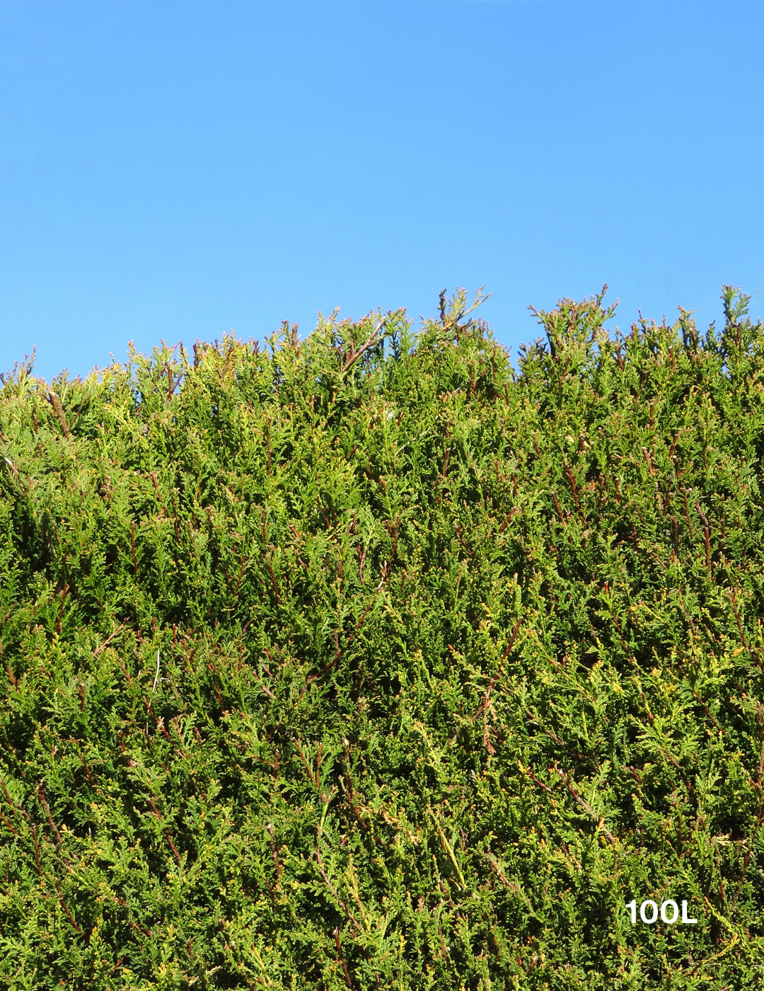 Castlewellan Gold - Evergreen Trees Direct