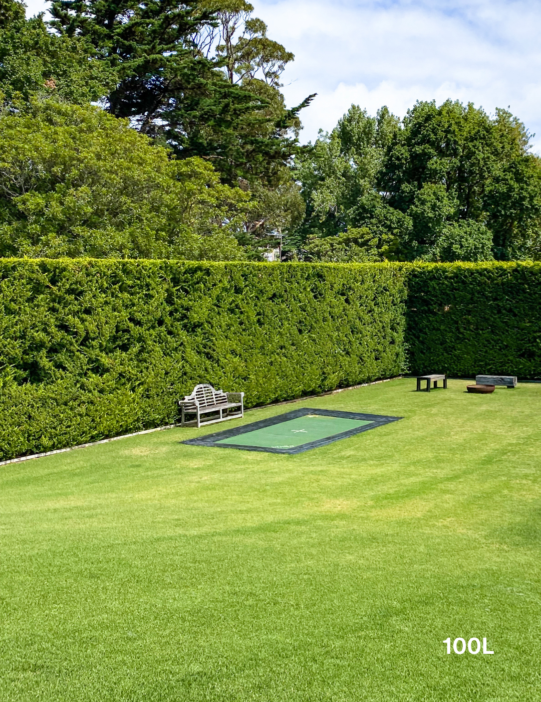 Castlewellan Gold - Evergreen Trees Direct