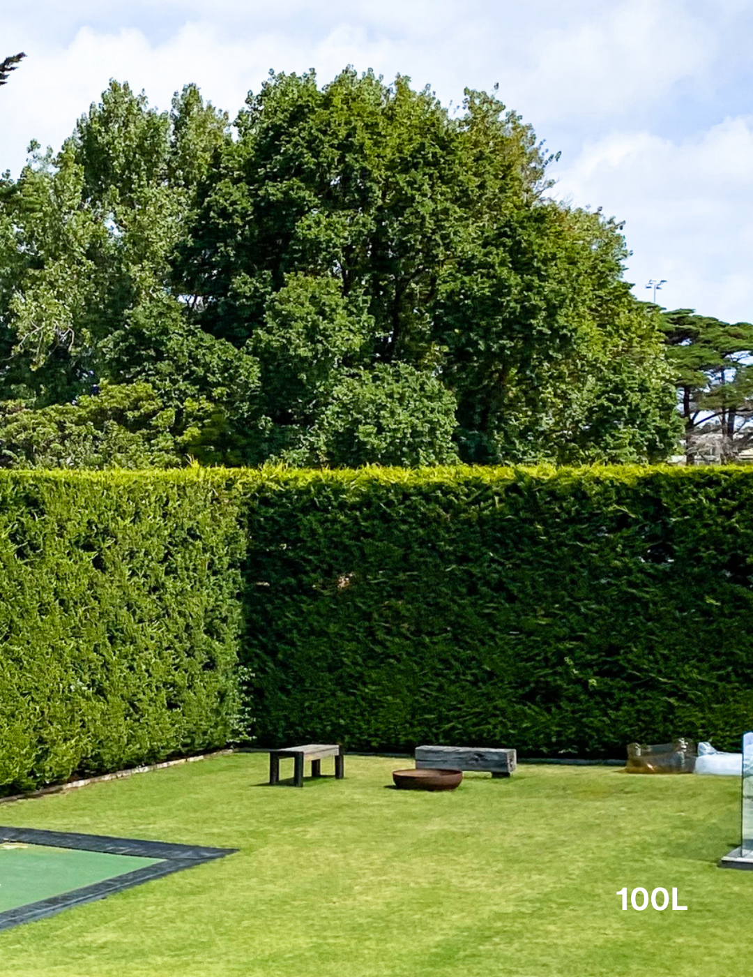 Castlewellan Gold - Evergreen Trees Direct