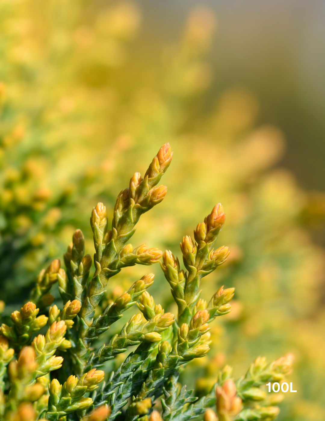 Castlewellan Gold - Evergreen Trees Direct