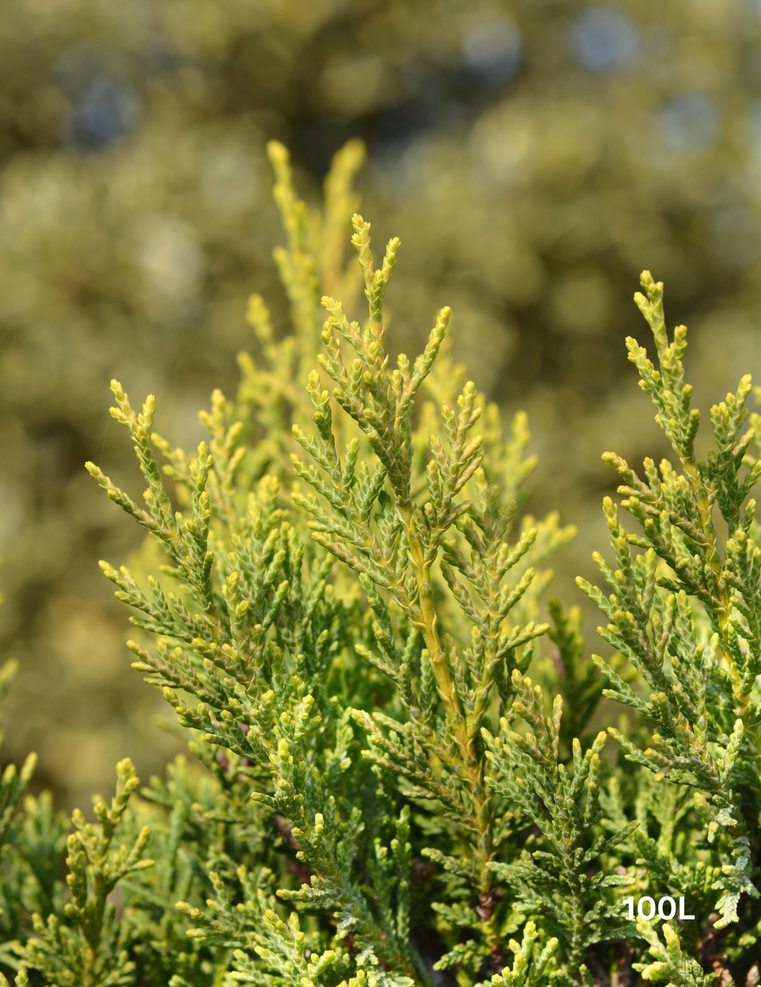 Castlewellan Gold - Evergreen Trees Direct