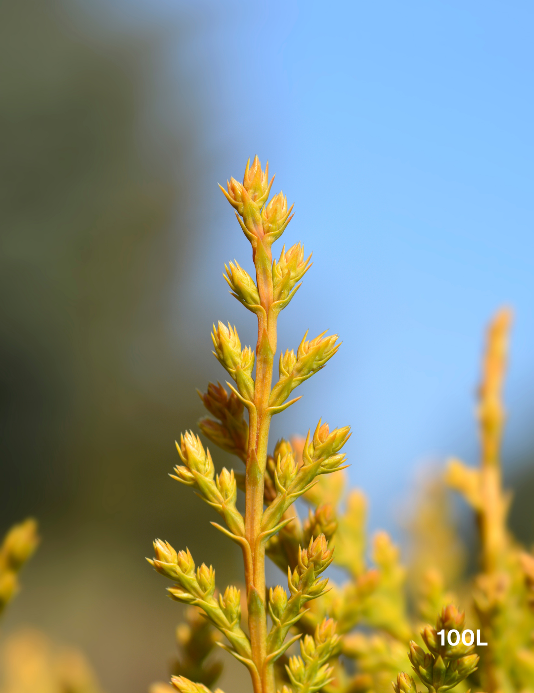 Castlewellan Gold - Evergreen Trees Direct