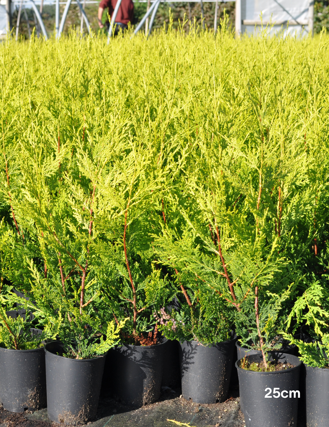 Cupressus macrocarpa 'Goldcrest'