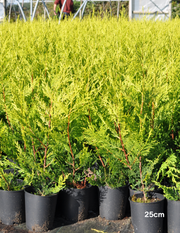 Cupressus macrocarpa 'Goldcrest' Castlewellan Gold