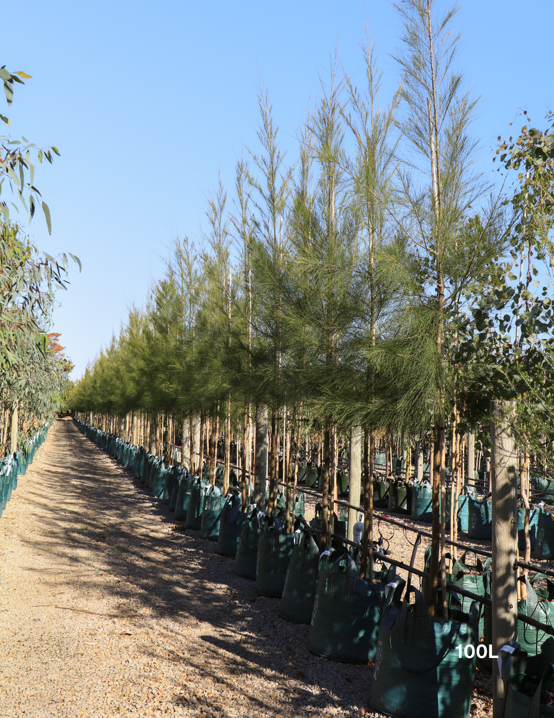 Casuarina cunninghamiana - River Sheoak - Evergreen Trees Direct