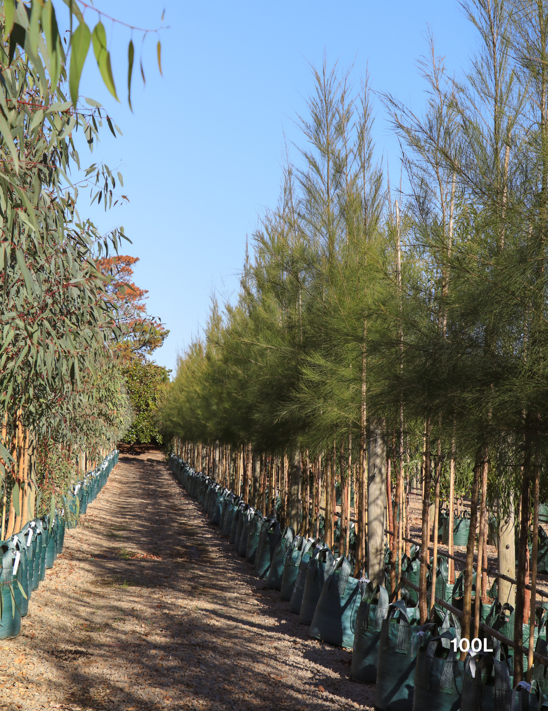 Casuarina cunninghamiana - River Sheoak - Evergreen Trees Direct