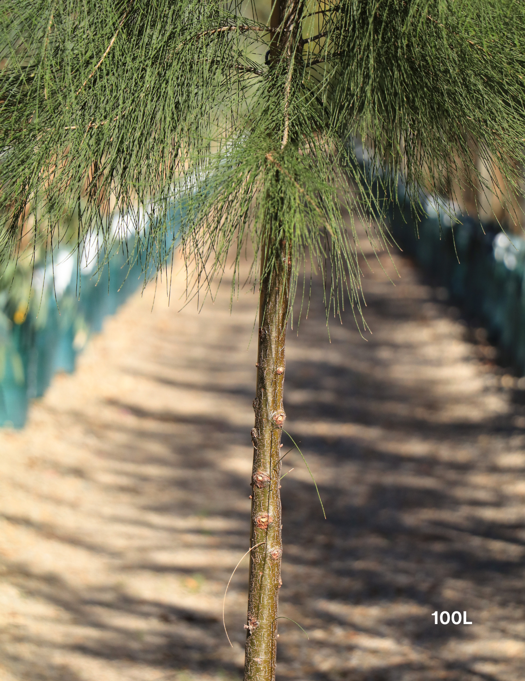 Casuarina cunninghamiana - River Sheoak - Evergreen Trees Direct