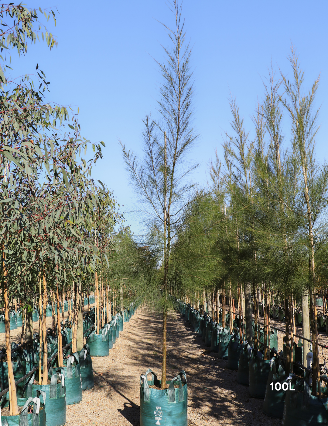 Casuarina cunninghamiana - River Sheoak - Evergreen Trees Direct