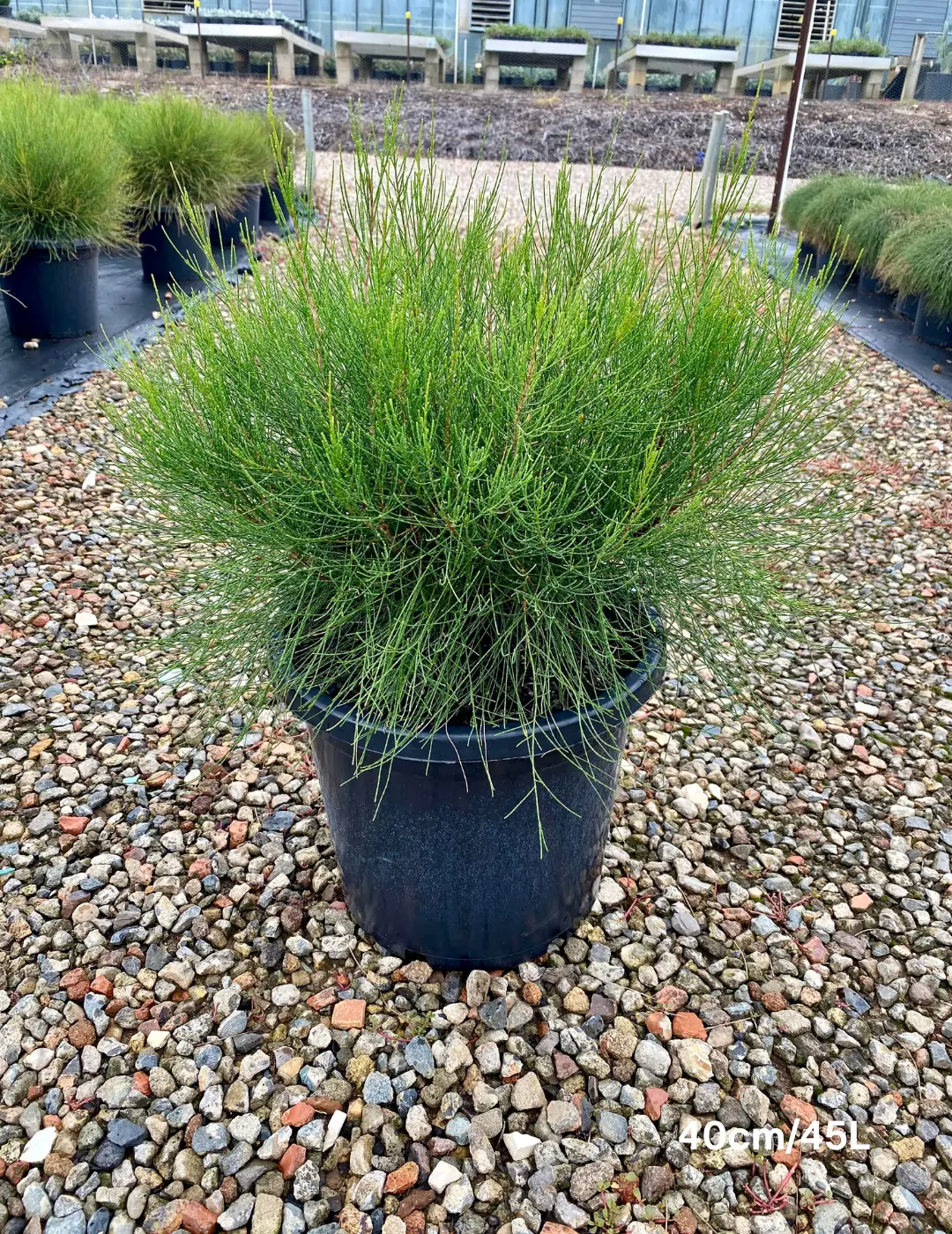 Casuarina 'Green Waves' 40cm/45L
